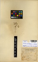 Filed as Vernonia meiostephana C.Jeffrey [family ASTERACEAE]