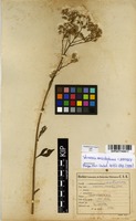 Filed as Vernonia meiostephana C.Jeffrey [family ASTERACEAE]