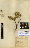 Filed as Vernonia suprafastigiata Klatt [family ASTERACEAE]