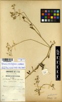 Filed as Vernonia meiostephana C.Jeffrey [family ASTERACEAE]