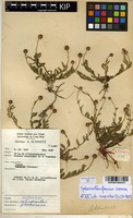 Filed as Sphaeranthus flexuosus O.Hoffm. [family ASTERACEAE]