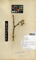 Filed as Cissus cornifolia (Baker) Planch. [family VITACEAE]