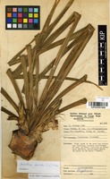 Filed as Boophone disticha (L.f.) Herb. [family AMARYLLIDACEAE]