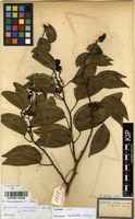 Filed as Guibourtia coleosperma (Benth.) J.Leonard [family CAESALPINIACEAE]