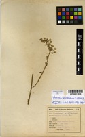 Filed as Vernonia meiostephana C.Jeffrey [family ASTERACEAE]
