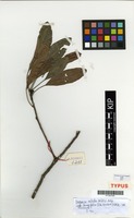 Isotype of Uapaca nitida Mull.Arg. f. longifolia P.A.Duvign. [family EUPHORBIACEAE]