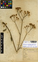 Filed as Vernonia suprafastigiata Klatt [family ASTERACEAE]