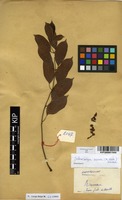 Filed as Sclerocarya birrea (A.Rich.) Hochst. [family ANACARDIACEAE]
