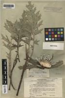 Isotype of Carlina cirsioides Klokov [family ASTERACEAE]