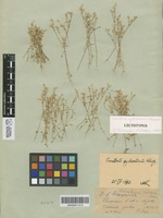 Lectotype of Cerastium syvaschicum Kleopow [family CARYOPHYLLACEAE]