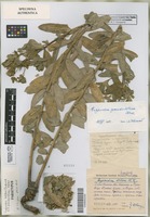 Paratype of Euphorbia klokovii Dubovik [family EUPHORBIACEAE]