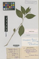 Paratype of Symphytum popovii Dobrocz. [family BORAGINACEAE]
