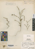 Original material of Corispermum czernjaevii Klokov [family CHENOPODIACEAE]
