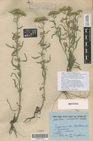 Isotype of Achillea x tzvelevii Mosyakin [family COMPOSITAE]