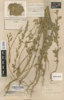 Syntype of Chenopodium acerifolium Andrz. [family CHENOPODIACEAE]