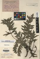 Paratype of Carlina cirsioides Klokov [family ASTERACEAE]