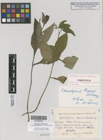 Paratype of Symphytum popovii Dobrocz. [family BORAGINACEAE]