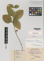 Paratype of Symphytum popovii Dobrocz. [family BORAGINACEAE]