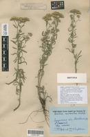 Isotype of Achillea x tzvelevii Mosyakin [family COMPOSITAE]