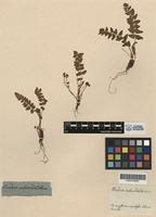Holotype of Woodsia subcordata Turcz. [family WOODSIACEAE]
