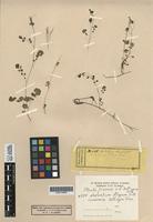 Original material of Nasturtium obliquum Zoll: [family BRASSICACEAE]
