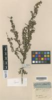 Holotype of Cryptandra villosa Turcz. [family RHAMNACEAE]