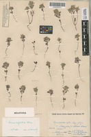 Holotype of Acinos infectus Klokov [family LAMIACEAE]