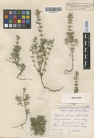Isotype of Acinos eglandulosus Klokov [family LAMIACEAE]