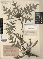 Paratype of Carlina cirsioides Klokov [family ASTERACEAE]
