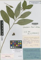 Paratype of Symphytum popovii Dobrocz. [family BORAGINACEAE]