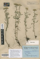 Isotype of Achillea x tzvelevii Mosyakin [family COMPOSITAE]