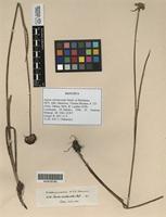 Isotype of Juncus involucratus Steud. ex Buchenau [family JUNCACEAE]