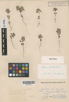 Isotype of Acinos infectus Klokov [family LAMIACEAE]