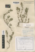 Holotype of Acinos eglandulosus Klokov [family LAMIACEAE]