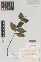Isoparatype of Symphytum popovii Dobrocz. [family BORAGINACEAE]