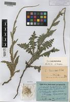 Isolectotype of Carduus tauricus Klokov [family ASTERACEAE]