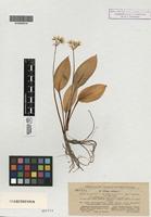 Isolectotype of Allium ursinum L. subsp. ucrainicum Kleopow & Oxner [family ALLIACEAE]