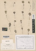 Isotype of Acinos infectus Klokov [family LAMIACEAE]