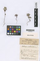 Holotype of Acinos fominii Des.-Shost. [family LABIATAE]