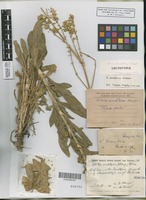 Lectotype of Silene donetzica Kleopow [family CARYOPHYLLACEAE]