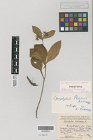 Paratype of Symphytum popovii Dobrocz. [family BORAGINACEAE]
