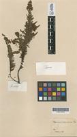 Holotype of Hypericum racemulosum Turcz. [family CLUSIACEAE]