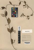 Holotype of Amblyoglossum longipes Turcz. [family ASCLEPIADACEAE]