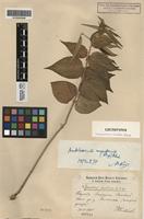 Lectotype of Cynanchum meoticum Kleopow [family ASCLEPIDACEAE]