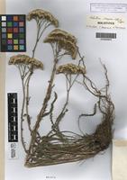 Holotype of Achillea stepposa Klokov [family ASTERACEAE]