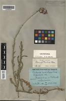 Lectotype of Carduus tauricus Klokov [family ASTERACEAE]