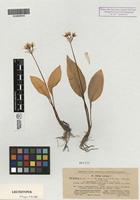 Lectotype of Allium ursinum L. subsp. ucrainicum Kleopow & Oxner [family ALLIACEAE]