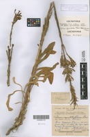 Lectotype of Silene syvaschica Kleopow var. pubescens Kleopow [family CARYOPHYLLACEAE]
