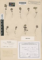 Isotype of Acinos infectus Klokov [family LAMIACEAE]