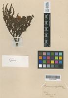 Holotype of Hypericum platypetalum Turcz. [family CLUSIACEAE]